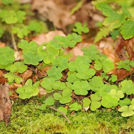 Rüf Bed and breakfast